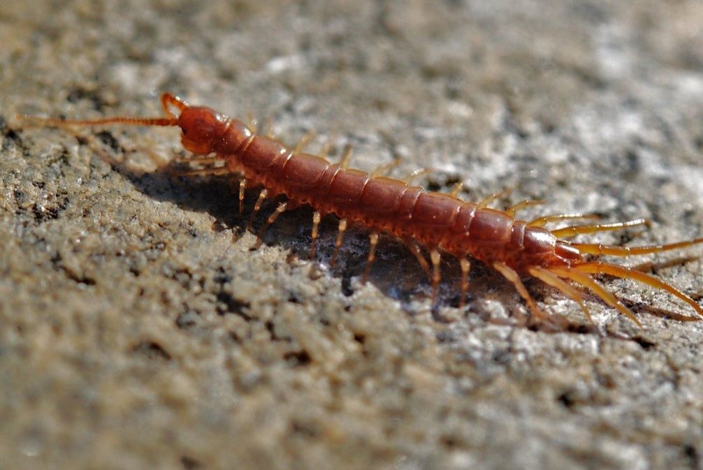 Apesar de confundidos pela aparência alongada, lacraias, minhocas e gongolos são animais muito diferentes entre si. Cada um pertence a um grupo biológico distinto e apresenta características próprias de anatomia, comportamento e papel no ambiente.