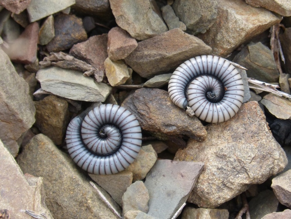 Esses animais desempenham um papel crucial na natureza, ao triturar esse material e produzir húmus de alta qualidade, muitas vezes até melhor do que o das minhocas na compostagem de materiais mais brutos. 