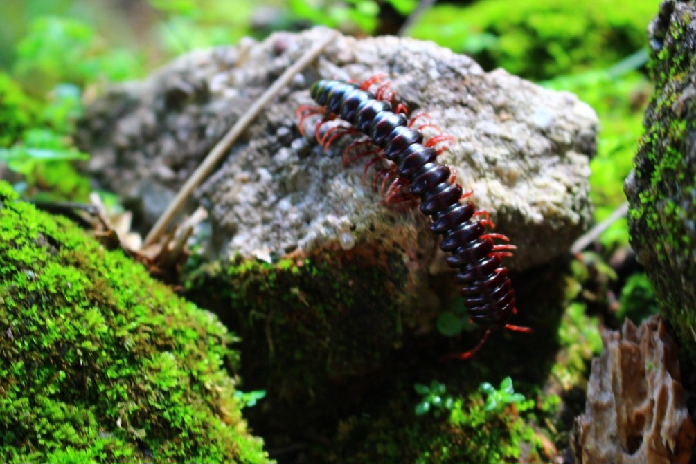 As lacraias são caçadoras vorazes que controlam populações de outros invertebrados, enquanto os gongolos e as minhocas são trabalhadores incansáveis do solo, essenciais para a ciclagem de nutrientes e a saúde da terra. 