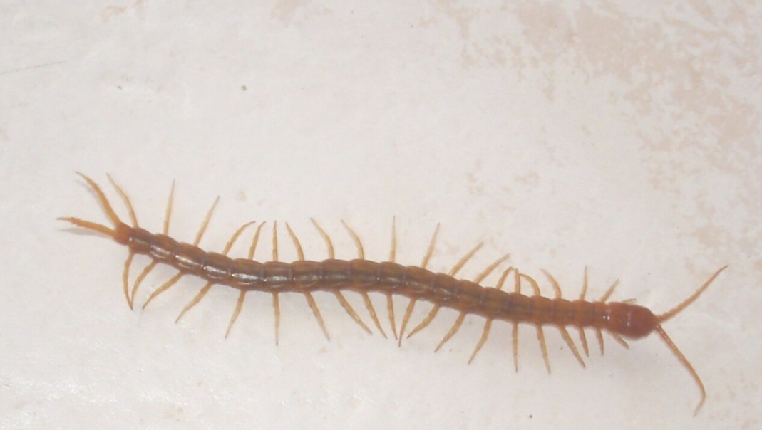 Embora habitem frequentemente os mesmos ambientes úmidos e escuros, cada um desses animais tem uma missão biológica muito diferente. 