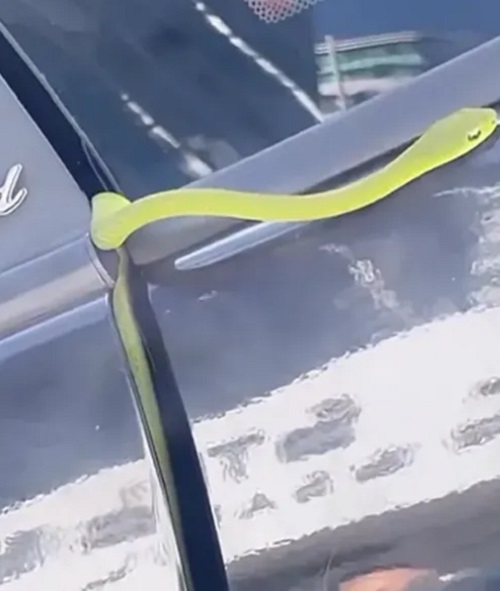 Rapaz, só acontece esse tipo de coisa comigo. Ó como eu estou, me tremendo. Eu vim fazer as sobrancelhas aqui em Narjara, peguei um Uber, porque meu carro está na concessionária, disse Sthe Matos no Instagram.