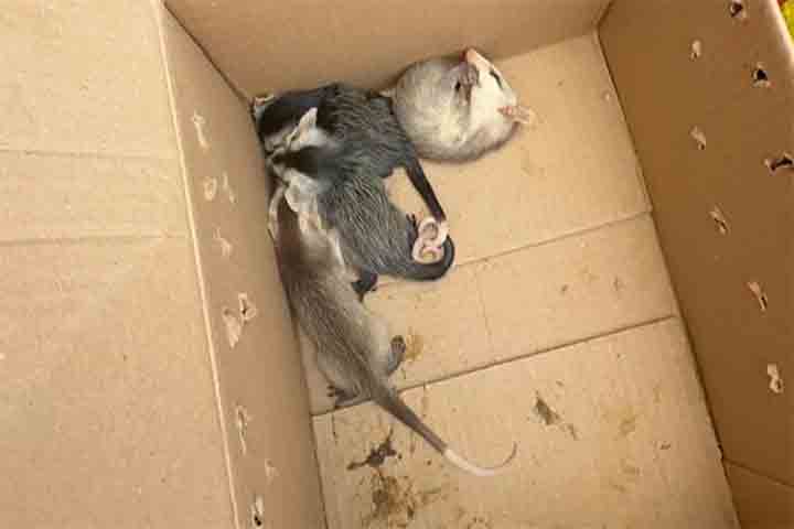 Na maior parte das vezes, diante de uma ameaça, o animal prefere se afastar ou até fingir-se de morto, comportamento conhecido como tanatose, típico de alguns marsupiais.
