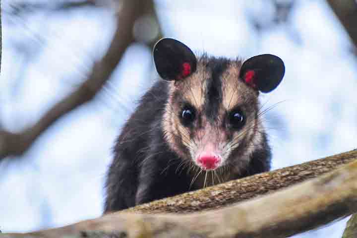 Sua presença, que se intensificou à medida que os centros urbanos avançaram sobre áreas naturais, fez do animal um símbolo da adaptação da fauna brasileira às transformações impostas pelo homem.
