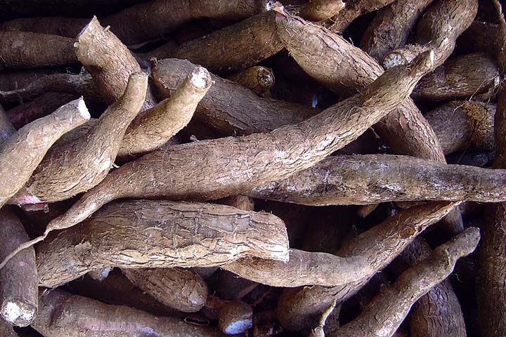 Produzida a partir da fécula da mandioca - também chamada de goma ou polvilho -, a tapioca nasceu como um preparo simples, resultado de técnicas tradicionais de manejo da raíz desenvolvidas pelos povos originários. 
