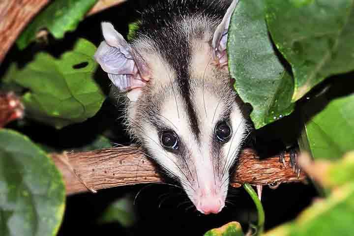 O saruê, também conhecido como gambá-de-orelha-preta, é um dos marsupiais mais comuns do Brasil e tem se tornado cada vez mais visível nas áreas urbanas, despertando curiosidade, receio e também muitos equívocos por parte da população. 
