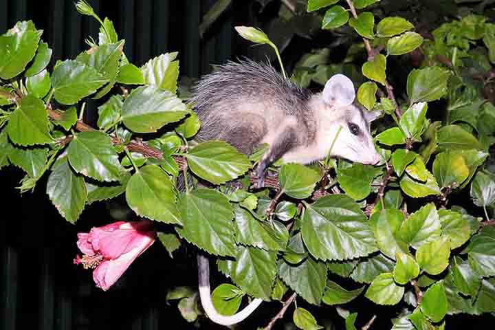 Embora muitas vezes seja visto como um incômodo, o saruê costuma ser discreto, noturno e pouco agressivo, atacando apenas quando acuado, situação que ele tenta evitar. 
