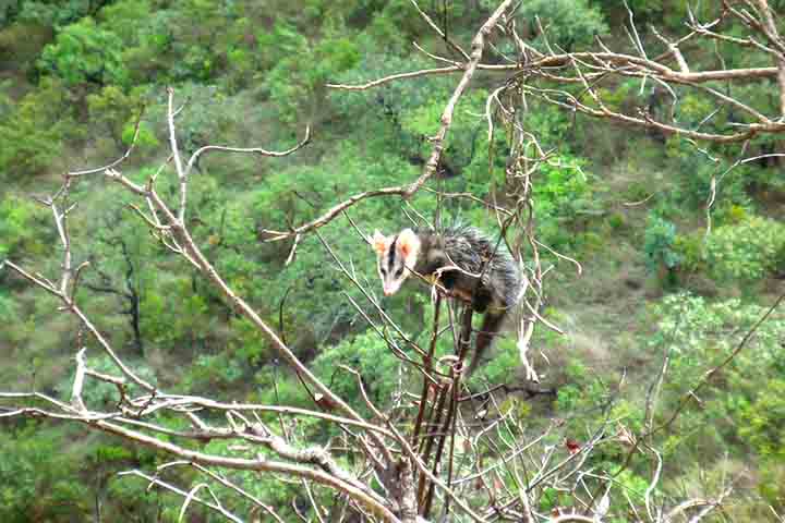 Ele atua como controlador natural de pragas urbanas, consumindo baratas, escorpiões, carrapatos, ratos e até animais peçonhentos que representam risco direto à saúde humana. 
