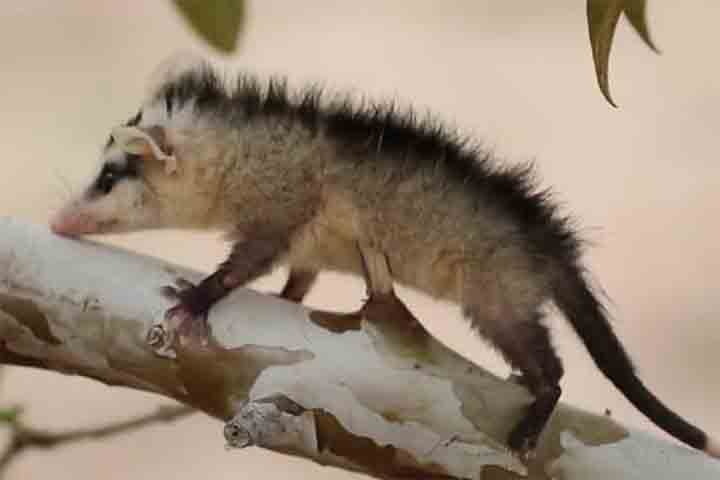 Ele possui pelagem acinzentada, focinho alongado, olhos escuros e cauda preênsil, semelhante a um fio grosso e sem pelos, usada para auxiliar na locomoção entre galhos e superfícies estreitas. O saruê mede, em geral, entre 35 e 50 centímetros,
