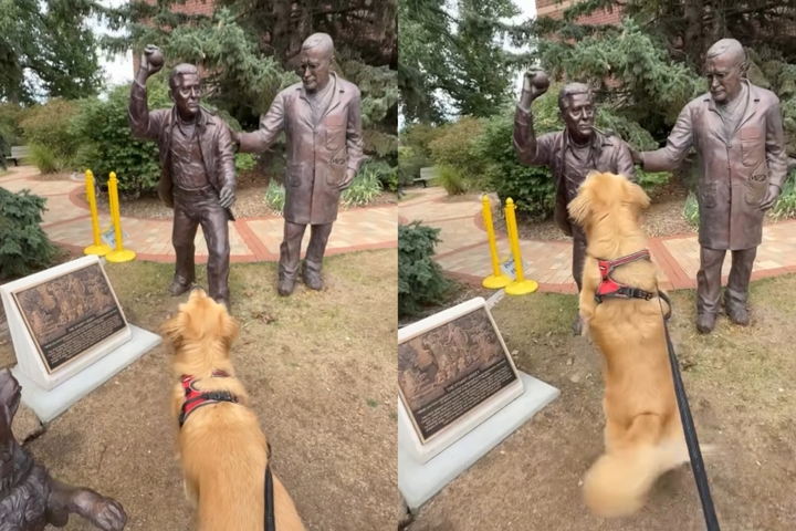 Um golden retriever chamou a atenção da internet nos Estados Unidos graças a uma cena curiosa. Afinal, Leo, de três anos, viralizou ao interagir com uma estátua, que segurava uma bolinha, e ficar no aguardo de um arremesso. O caso se deu em Denver, no Colorado.