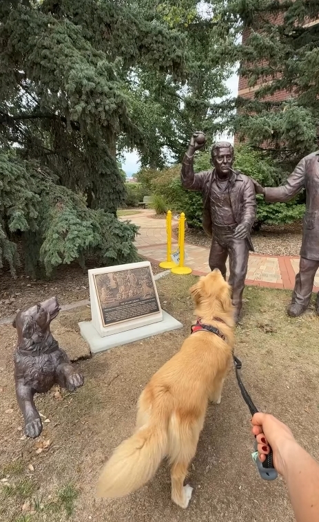 A tutora gravou o vídeo da reação do cachorro, que latia e aguardava ansiosamente pelo lançamento, sem se dar conta de que tratava-se de uma estátua. Como a própria dona afirmou em sua rede social, Leo está aprendendo da maneira mais difícil o quão irritante é quando alguém não escuta quando você diz 'solta'.