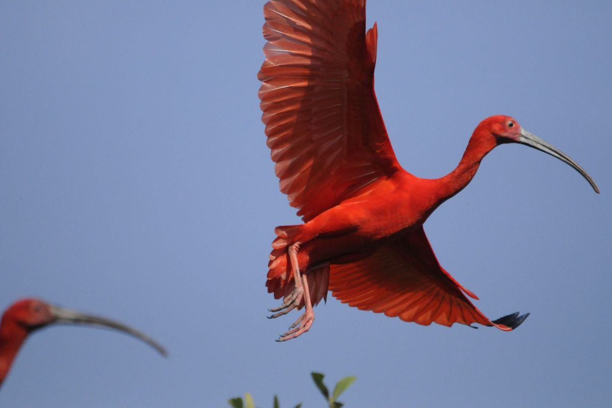 Hoje, a cidade abriga grupos estáveis da espécie, considerada criticamente ameaçada em Santa Catarina. O fenômeno ainda intriga especialistas, mas é motivo de celebração para a conservação ambiental.