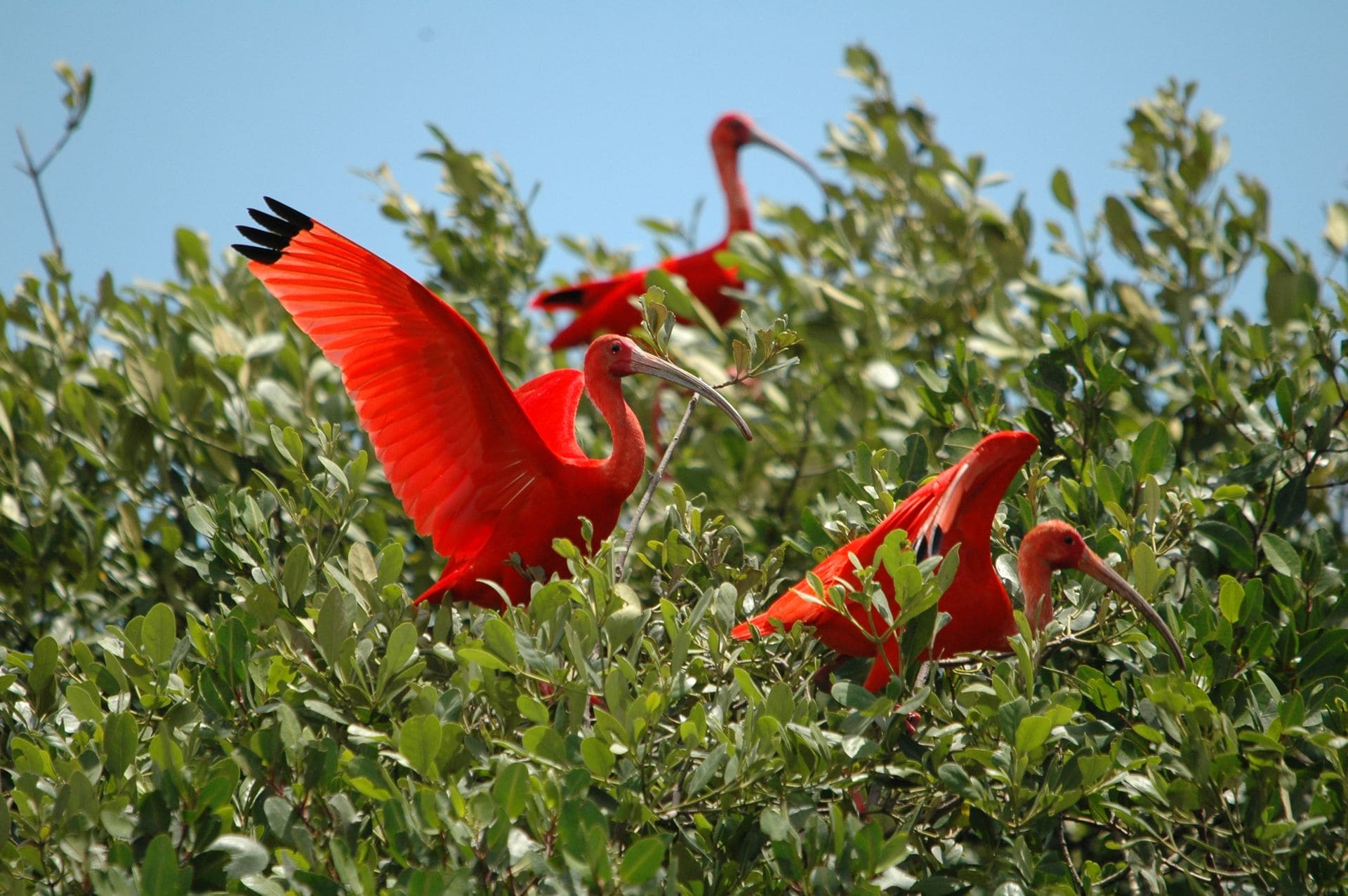 Um projeto da Polícia Civil de Joinville, em parceria com o Instituto Ingo Doubrawa, foi criado para proteger a espécie. A iniciativa busca envolver a comunidade e entidades na preservação.