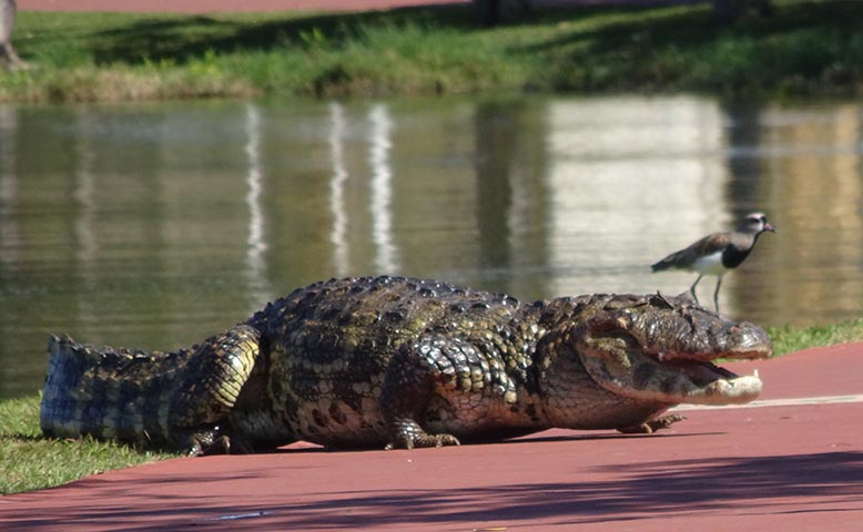 Jacaré do Papo Amarelo - Sua população tem reduzido muito nos últimos anos devido às queimadas e à poluição das águas no Pantanal. 