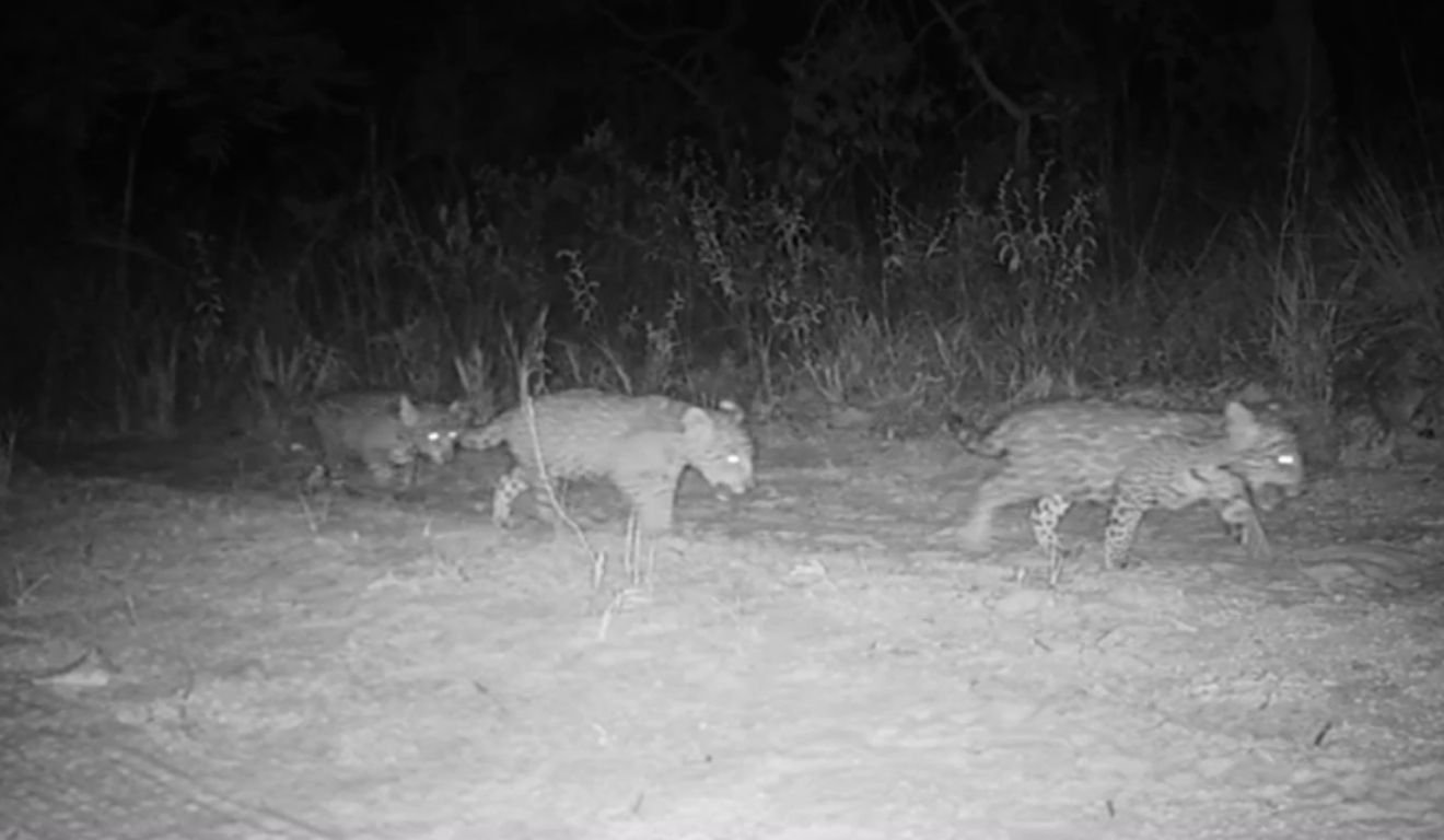 Um evento raro e emocionante foi registrado na Reserva Biológica de Sooretama, no Noroeste do Espírito Santo: o nascimento de três filhotes de onça-parda, considerados trigêmeos, foi captado por armadilhas fotográficas em agosto de 2025.
