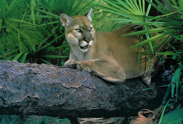 O Projeto Felinos, coordenado pela professora Ana Carolina Srbek da Universidade Vila Velha, realiza o monitoramento da fauna com armadilhas fotográficas. Esta é a terceira vez que essa mesma fêmea é registrada com filhotes, sendo que nas duas anteriores nasceram apenas dois.