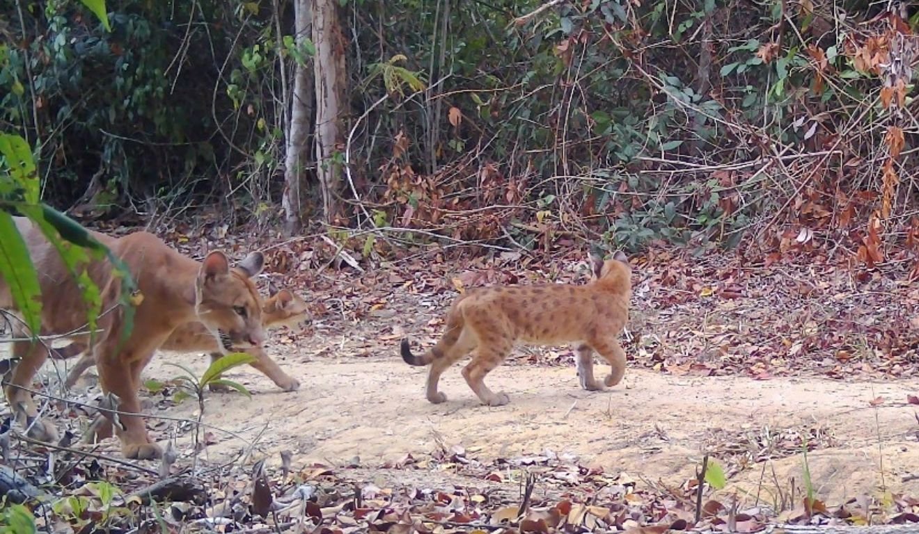Os filhotes têm cerca de três meses de idade, com pelagem ainda marcada por “manchinhas”, que desaparecem com o crescimento. A mãe foi vista caminhando com os três filhotes, o que indica boa saúde fisiológica, abundância de alimento e território adequado na reserva.