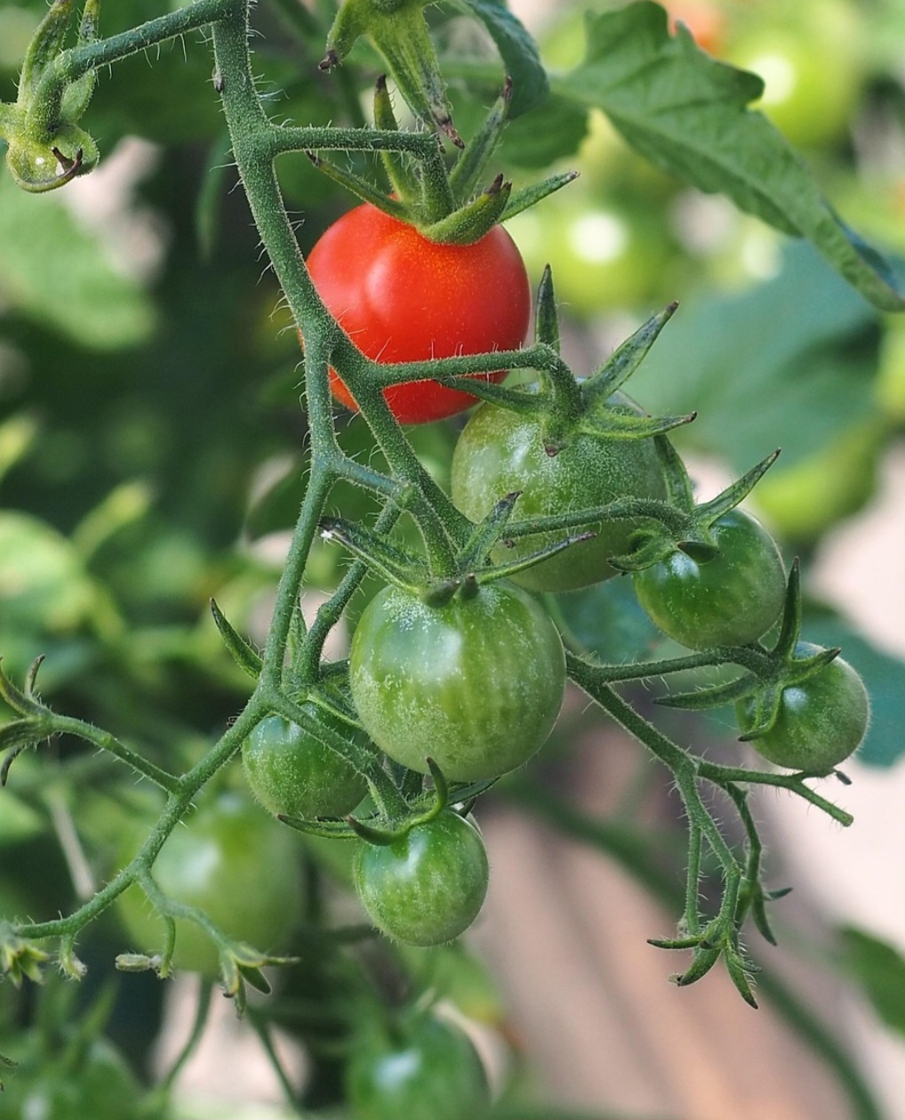 No Brasil, o tomate foi introduzido no final do século XIX por imigrantes europeus, tendo o seu cultivo se iniciado no início do século XX, em Pernambuco. 