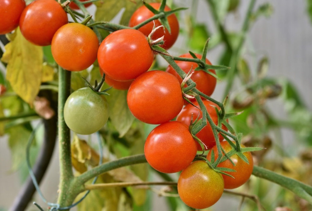 Com a disseminação da culinária italiana e, mais tarde, a crescente popularidade do cinema, o tomate seguiu em diferentes culturas e passou a ser cada vez mais relevante em outros estilos de cozinhas.