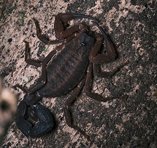 Em janeiro/25, uma outra espécie de escorpião chamada Tityus achilles, que é capaz de espirrar veneno, foi descoberta na Colômbia.