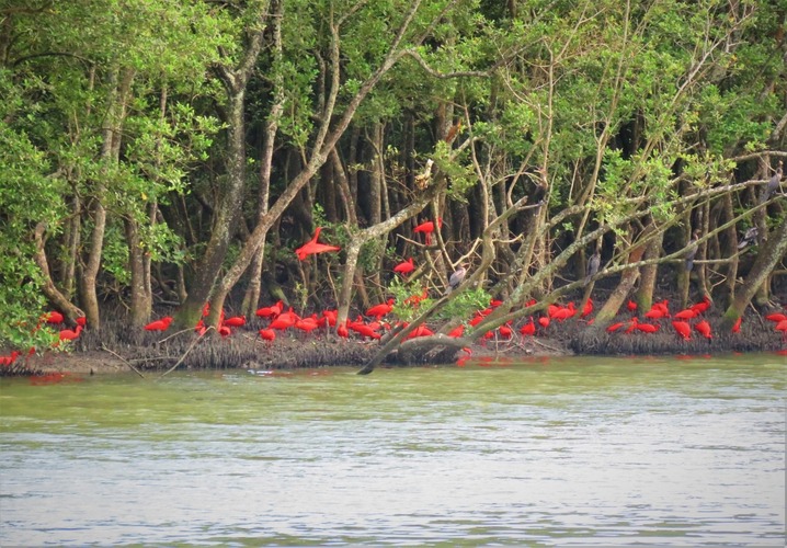 O guará-vermelho voltou a ser visto com frequência em Joinville, principalmente no bairro Espinheiros. A ave, que havia desaparecido de Santa Catarina, hoje forma populações estáveis na maior cidade do estado.