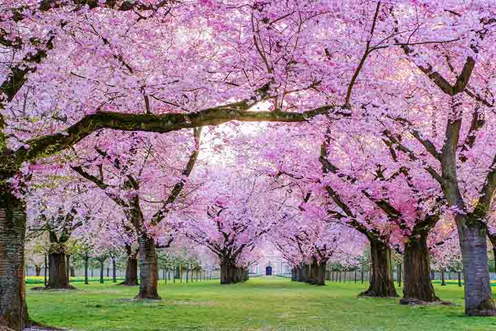 As cerejeiras são uma das árvores mais icônicas e belas do mundo, simbolizando renovação, efemeridade e beleza transitória. No Japão, sua floração é um evento cultural de extrema importância, marcando a chegada da primavera e inspirando festividades, arte e poesia há séculos. 