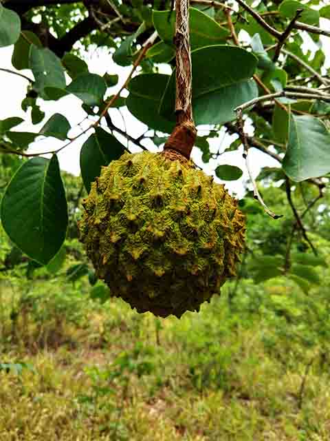 Ele também é conhecido como araticum, bruto, cascudo ou pinha-do-cerrado. Além disso, pertence à família das anonáceas, a mesma da graviola e da pinha, e é encontrado especialmente no Cerrado brasileiro.