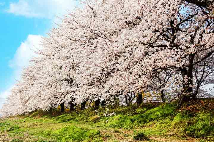 A prática do hanami, que significa observar as flores, é uma tradição milenar que envolve reuniões ao ar livre para admirar as cerejeiras em plena floração. 