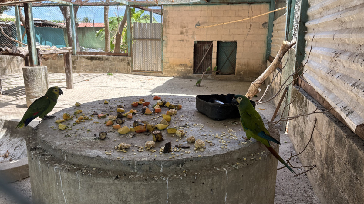85% dos animais sob os cuidados do Cetas são aves