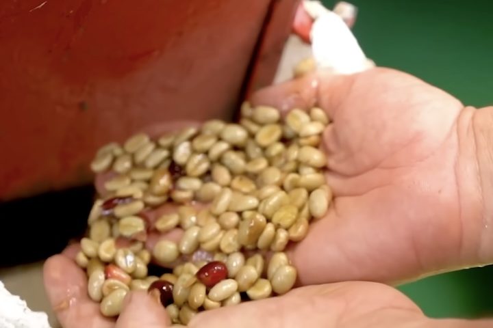 Após a colheita, os grãos passam por etapas essenciais de beneficiamento, como despolpa, fermentação controlada, lavagem e secagem, garantindo qualidade e estabilidade para a etapa industrial.