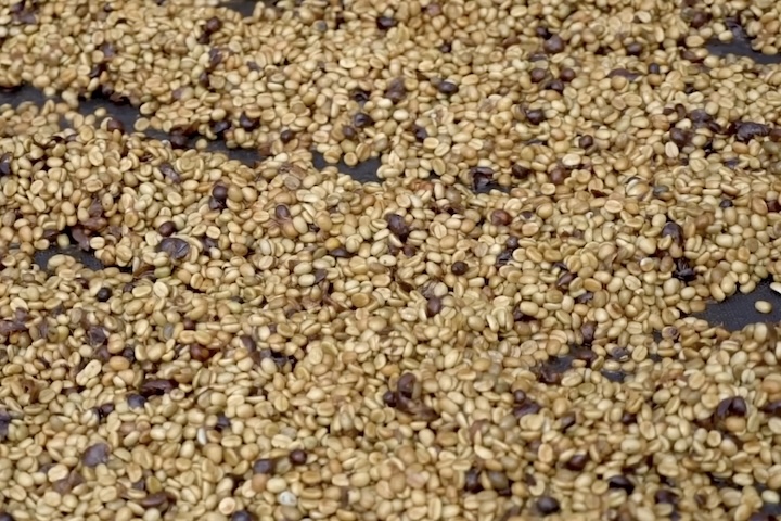 Nas fábricas, os grãos selecionados são limpos, torrados em altas temperaturas (200°C) e resfriados rapidamente para preservar aromas e sabores.