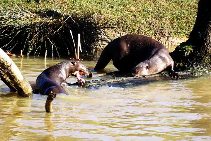 Ocasionalmente, pode incluir pequenos vertebrados, como mamíferos, ovos, aves aquáticas, e até mesmo presas maiores como tartarugas, cobras e jacarés.