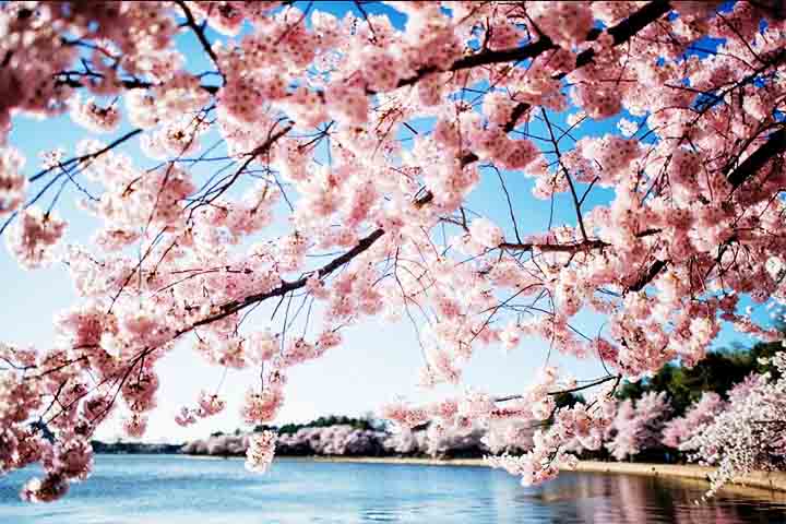 A florada das cerejeiras é tão impactante que influencia a economia e o turismo em diversos países. No Japão, empresas lançam produtos sazonais inspirados nas sakura, como chás, doces e cosméticos. 
