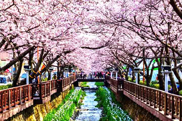 A floração das cerejeiras nos lembra da beleza transitória da vida e da importância de aproveitar cada momento. Em qualquer lugar onde essas árvores desabrocham, a celebração das sakura continua a encantar e inspirar milhões de pessoas ao redor do mundo, reforçando sua conexão com a natureza e com a efemeridade da existência.