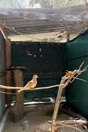 85% dos animais sob os cuidados do Cetas s&atilde;o aves