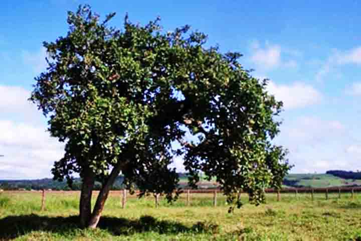 Outro ponto importante no desenvolvimento desta árvore (maroleiro), é que a planta se desenvolve bem em regiões de clima tropical, com solo profundo e bem drenado.