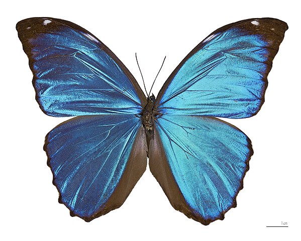 A borboleta-azul (Morpho menelaus), originária das florestas tropicais da América Central e do Sul, destaca-se por suas asas de um azul iridescente. Essa cor vibrante não vem de pigmentos, mas de uma estrutura microscópica nas escamas das asas que reflete a luz. A borboleta é famosa por seu voo gracioso e por seu papel polinizador em seu habitat.