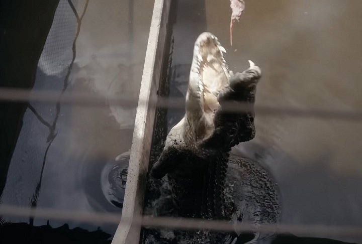 Além de atraírem turistas para atrações como o salto de crocodilo, sua pele é altamente valorizada pela indústria da moda, com marcas de luxo como Louis Vuitton e Hermès investindo na região.