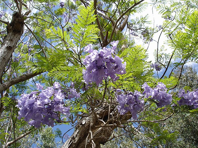 O jacarandá-mimoso (Jacaranda mimosifolia), uma árvore originária da América do Sul, especialmente da Argentina e Brasil, impressiona pela floração azul-arroxeada em grandes cachos. Além de seu uso ornamental devido à beleza das flores, o jacarandá é valorizado pela madeira resistente, amplamente utilizada na marcenaria