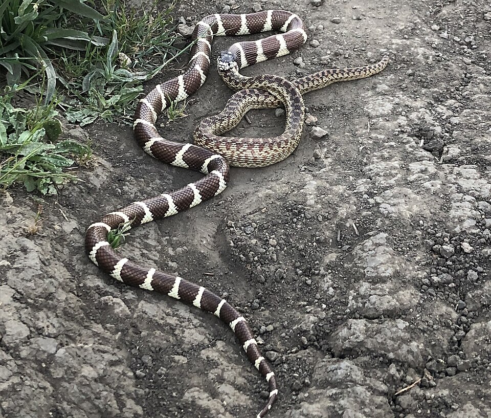 Seu nome kingsnake vem do hábito de predar outras cobras, inclusive venenosas como cascavéis. 