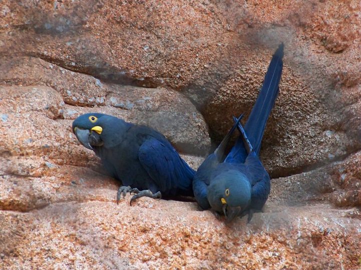 O nascimento é fruto de um projeto entre o zoológico belga, o ICMBio e o Zoológico de São Paulo. A espécie, símbolo da fauna brasileira, pode agora ter chances reais de reintrodução em seu habitat natural.