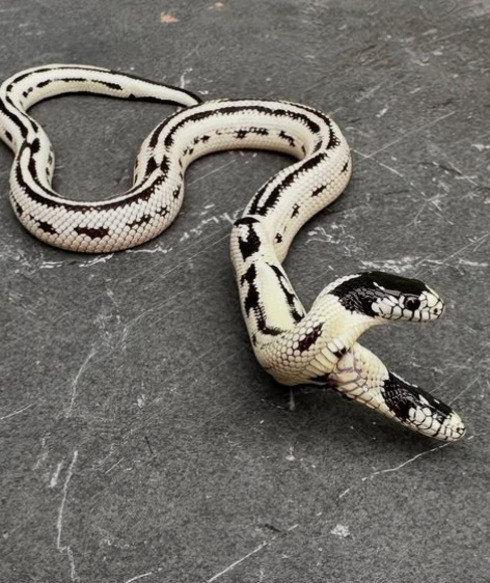 Mas o que mais impressionou é que o animal tenha permanecido vivo por todo esse tempo. Já são mais de 200 dias. 