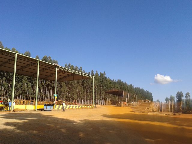 A cidade mineira de Itamarandiba é um dos grandes produtores de eucalipto do país e desenvolve a silvicultura (ciência dedicada ao estudo dos métodos naturais e artificiais de regenerar e melhorar os povoamentos florestais) há mais de três décadas.