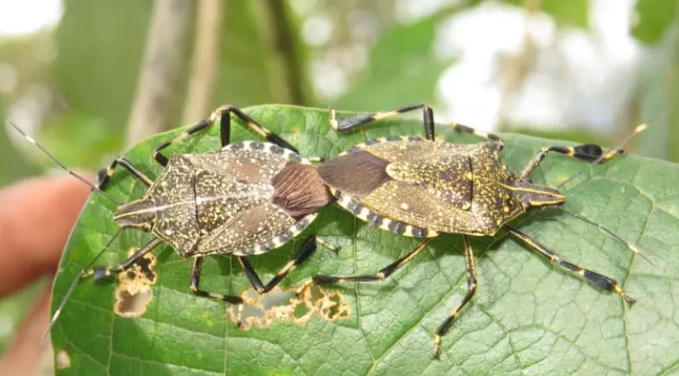 Com coloração marmorizada em tons de cinza e marrom, o percevejo asiático pode parecer inofensivo dentro das casas, mas seu impacto no campo é enorme. Ao atacar mais de 170 plantas, desde frutíferas até ornamentais, compromete a produção agrícola. Sem inimigos naturais no Brasil, sua multiplicação rápida torna-se um desafio para agricultores e para o equilíbrio ambiental.
