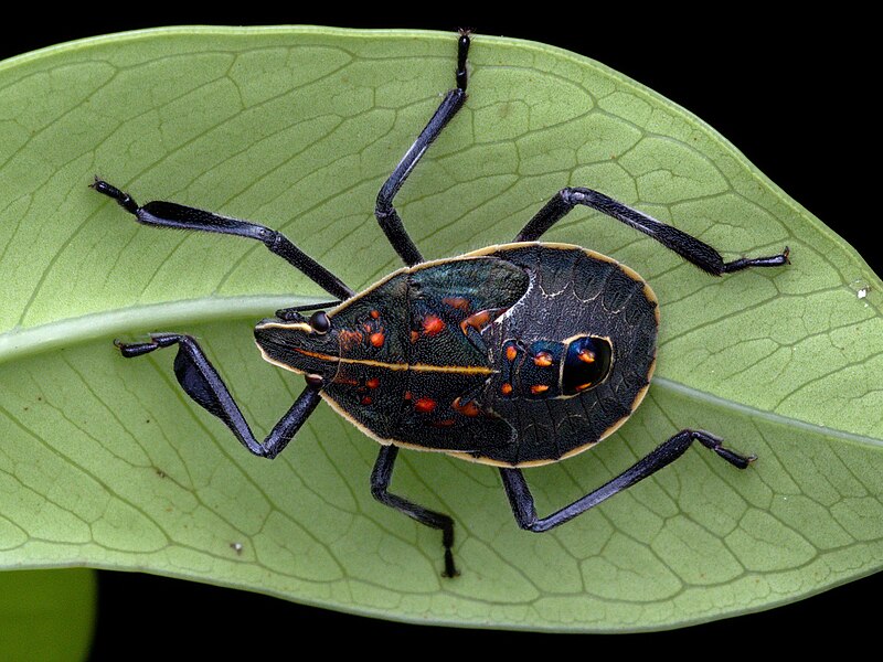 Uma espécie de percevejo originária da China, aliás, começou a ser detectada em cidades do litoral de São Paulo, o que gerou alertas de pesquisadores para possíveis danos ambientais e econômicos caso haja uma expansão da população desse inseto. 

