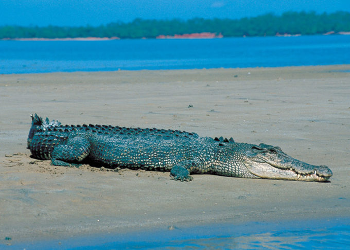 O Território Norte da Austrália possui um habitat ideal para os crocodilos de água salgada devido às altas temperaturas e áreas costeiras.