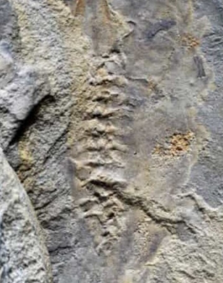 O fóssil do girino gigante estava bem preservado e é o mais antigo já encontrado, com cerca de 160 milhões de anos. O achado foi publicado pela revista científica “Nature” e indica que o ciclo de vida de anfíbios entre uma etapa inicial aquática, como larva, e outra terrestre, na fase adulta, é mais antigo do que se imaginava. 
