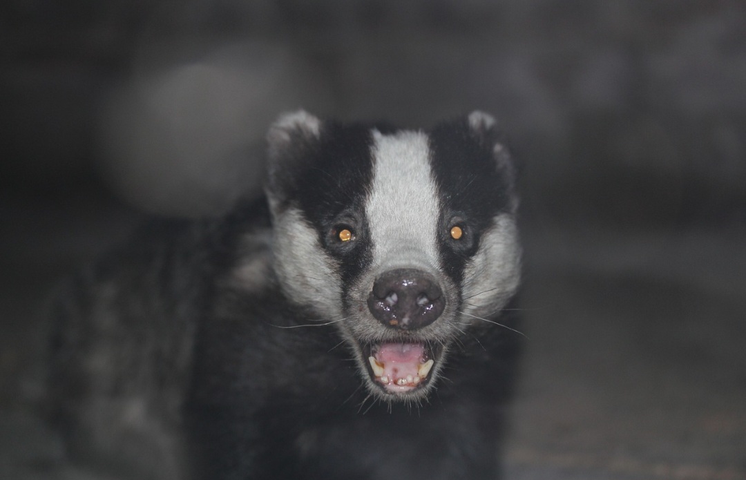 As fêmeas têm a capacidade de retardar a implantação do embrião por até dez meses, o que garante que o nascimento das crias ocorra na primavera, quando as condições são mais favoráveis. A gestação é curta (cerca de sete semanas) e as ninhadas normalmente têm duas a três crias.