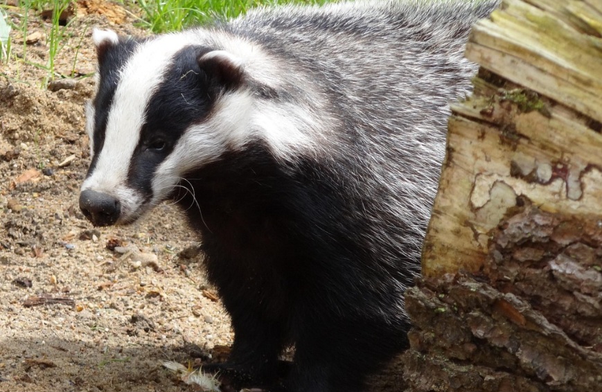 Frutos como figos, amoras, bolotas e azeitonas, cogumelos, raízes, além de insetos, minhocas (Lumbricus terrestris), répteis, anfíbios, pequenos pássaros ou micromamíferos fazem parte de seu cardápio.