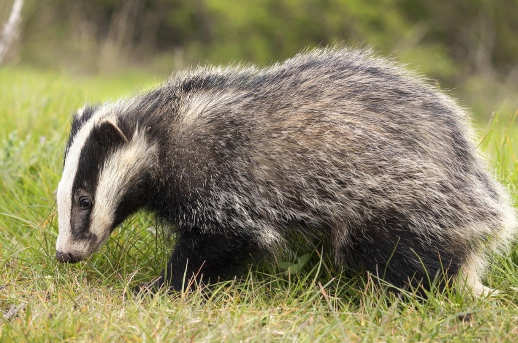 Embora possa ter tamanho parecido com o de um canídeo, seu corpo robusto e anatomia particular destacam-se entre os mustelídeos.  Apesar de sua presença em muitos habitats, o texugo não é fácil de observar, já que é mais ativo ao crepúsculo e durante a noite.