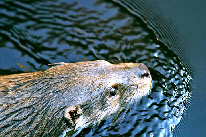 A ariranha (Pteronura brasiliensis) estava ausente há mais de quarenta anos nos alagados do Parque Nacional Iberá, na Argentina. Com isso, o tradicional local realiza um processo de reintrodução, um marco para a conservação da espécie que estava extinta no país desde 1986.